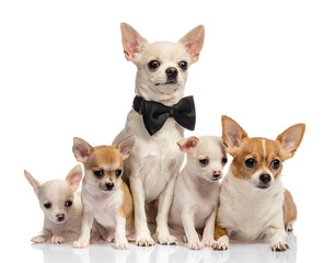 Dog family, Chihuahua on white background