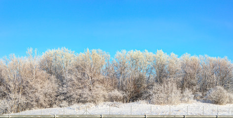 Snowy trees in sunny winter morning. North Europe.