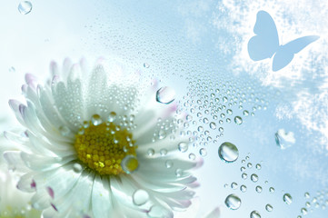 pâquerette immergée, bulles et papillon