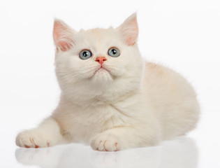 Cute little kitten on white