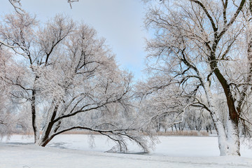 Snowy trees in sunny winter morning. North Europe.