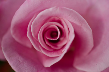 Fototapeta na wymiar Red Rose beautiful for Valentines Day background