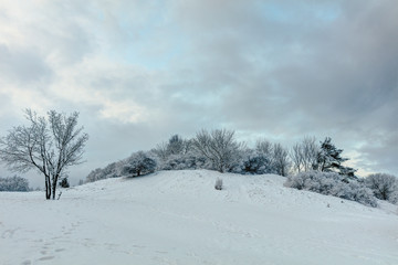 Snowy trees in sunny winter morning. North Europe.