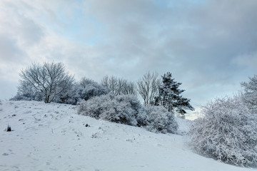 Snowy trees in sunny winter morning. North Europe.