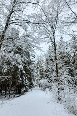 Snowy path in coniferous forest. North Europe.