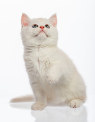 Cute little kitten on white