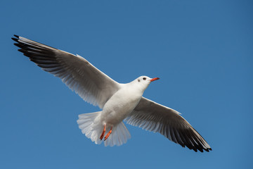 Black-headed Gull, Chroicocephalus ridibundus