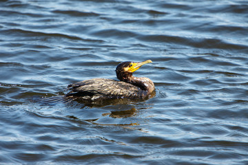 Fototapeta premium Great cormorants (Phalacrocorax carbo) in the wild 