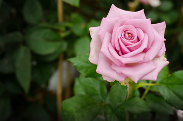 Red Rose beautiful for Valentines Day background