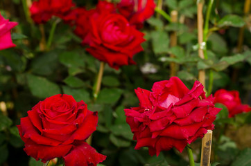 Red Rose beautiful for Valentines Day background