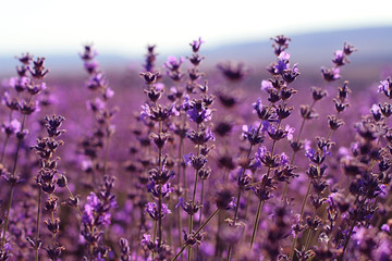 Lavender field in sunlight   