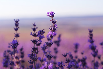 Fototapeta na wymiar Lavender field in sunlight 