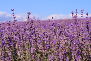 Blooming lavender field in sunlight. Provence  