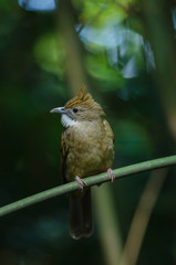 Ochraceous Bulbul bird (Alophoixus ochraceus)