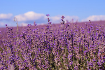 Naklejka premium Blooming lavender field in sunlight. Provence 