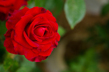 Red Rose beautiful for Valentines Day background