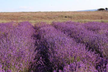 Fototapeta na wymiar Blooming lavender field in sunlight. Provence 