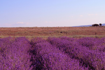 Naklejka na ściany i meble Blooming lavender field in sunlight. Provence 