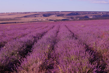 Blooming lavender field in sunlight. Provence  