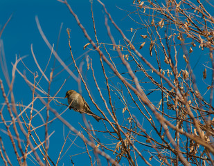 sparrow on a branch in winter
