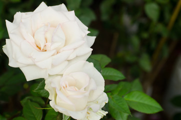 Red Rose beautiful for Valentines Day background