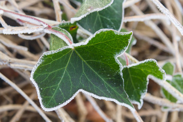 Frozen Ivy
