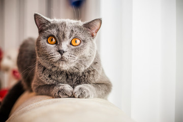 grey cat, scottish, yellow eyes