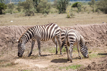 Fototapeta na wymiar Wild zebras grassing on savanna, Kenya
