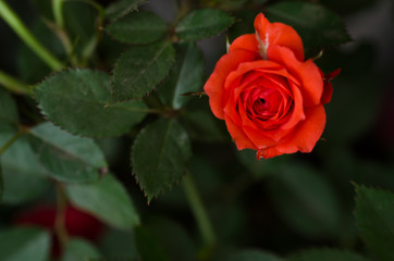 Red Rose beautiful for Valentines Day background