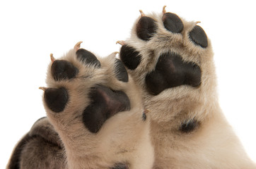 puppy paw isolated