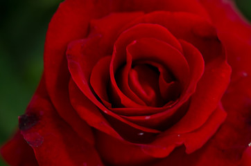 Red Rose beautiful for Valentines Day background