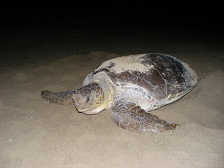 Turtle