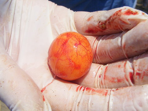 Egg