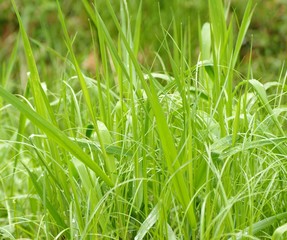 Gras