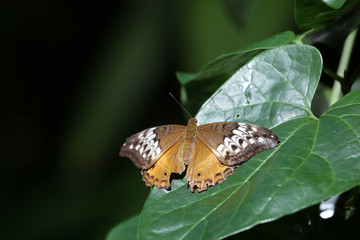 Exotic butterfly in Queensland