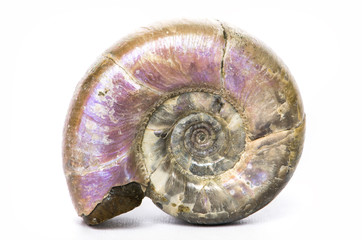 Eogaudryceras, ammonite fossile con madre perla