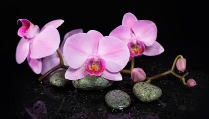 orchid flowers and spa stones on wet background.