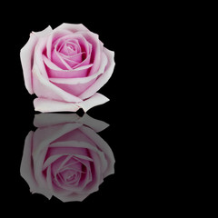 fresh beautiful pink rose petal and aroma with drop of water for