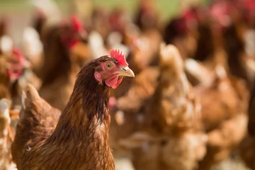 Papier Peint photo Poulet Gros plan d& 39 un poulet rouge dans une ferme dans la nature. Poules dans une ferme en plein air. Poulets marchant dans la cour de la ferme.