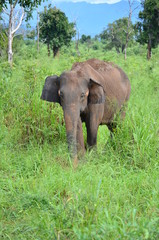 Fototapeta premium Sri Lankan elephant (Elephas maximus maximus) in Uda Walawe National Park, Sri Lanka