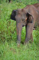 Obraz premium Sri Lankan elephant (Elephas maximus maximus) in Uda Walawe National Park, Sri Lanka