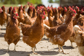 Red chickens on a farm in nature. Hens in a free range farm. Chickens walking in the farm yard.