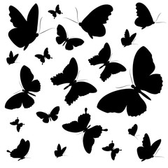 black butterfly, on a white