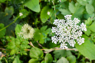 Cow Parsley Anthriscus sylvestris - white summer field flower