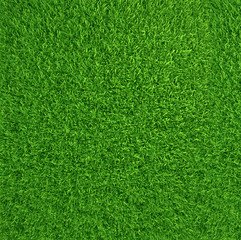 Green grass. natural background texture. fresh spring green grass.