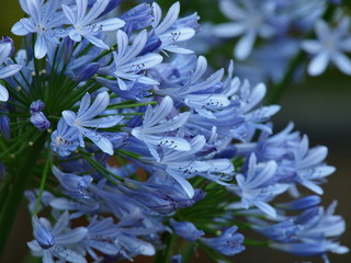 幾重にも咲いたアガパンサス