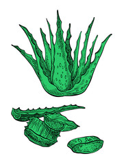 Vector hand drawn botanical Aloe Vera. Hand drawn graphic illustration.