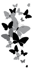 black butterfly, on a white