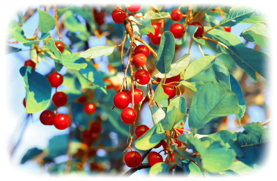 Red chokecherry in garden. Turquoise toned image