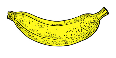 Vector hand drawn banana. Graphic illustration.